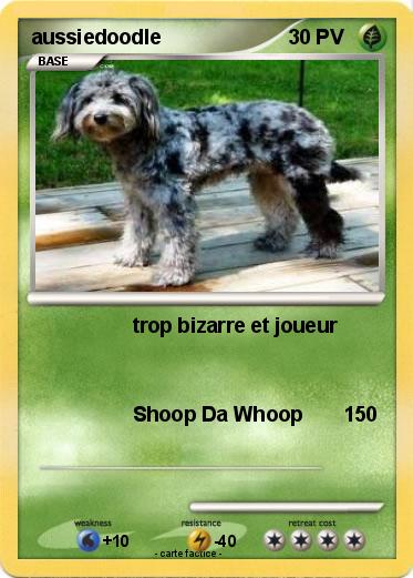Pokemon aussiedoodle