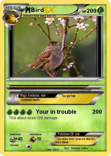 Pokemon Bird