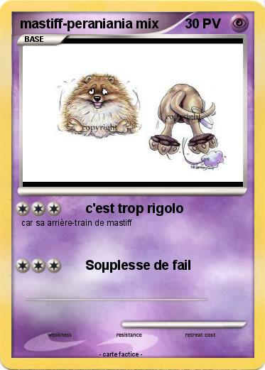 Pokemon mastiff-peraniania mix