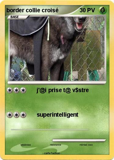 Pokemon border collie croisé