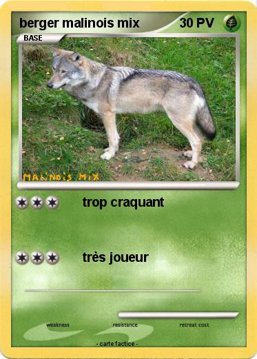 Pokemon berger malinois mix