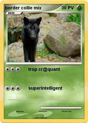 Pokemon border collie mix
