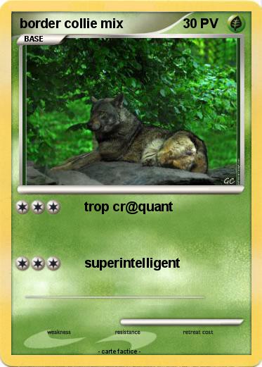 Pokemon border collie mix