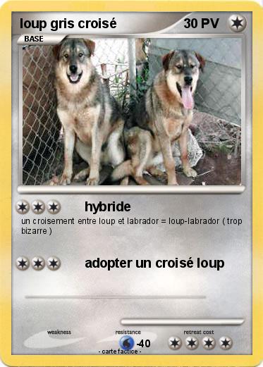 Pokemon loup gris croisé