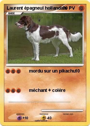 Pokemon Laurent épagneul hollandais