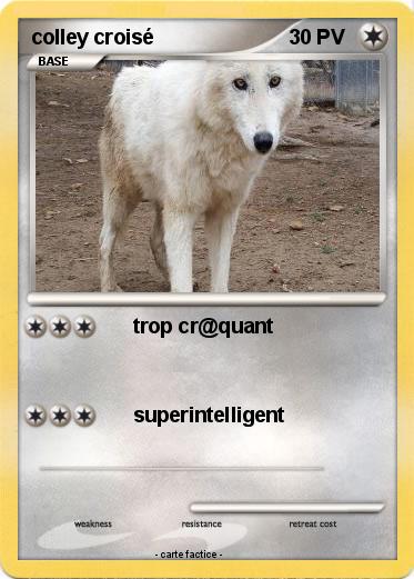 Pokemon colley croisé