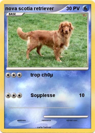 Pokemon nova scotia retriever