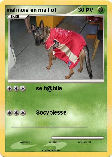 Pokemon malinois en maillot