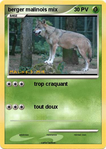 Pokemon berger malinois mix