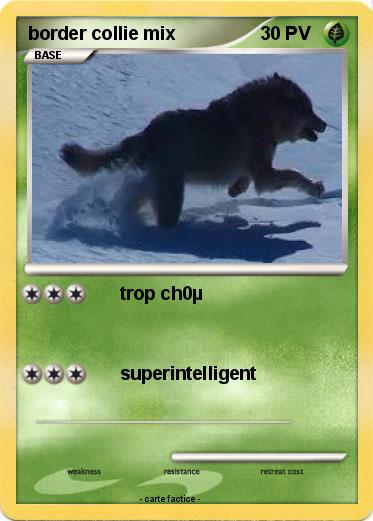 Pokemon border collie mix