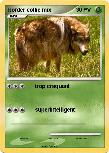 Pokemon border collie mix