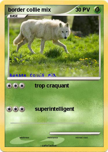 Pokemon border collie mix
