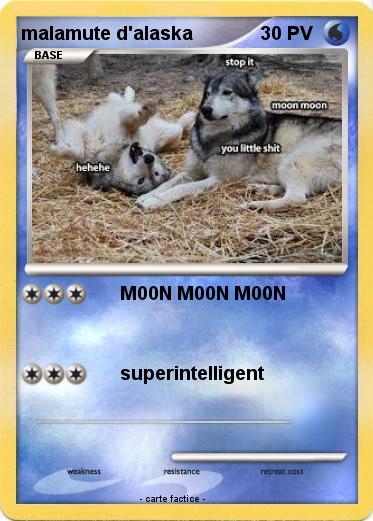 Pokemon malamute d'alaska