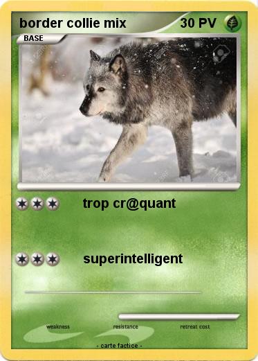 Pokemon border collie mix