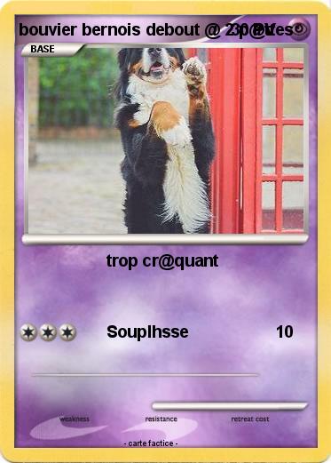 Pokemon bouvier bernois debout @ 2 p@ttes