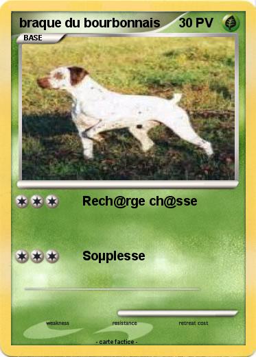 Pokemon braque du bourbonnais