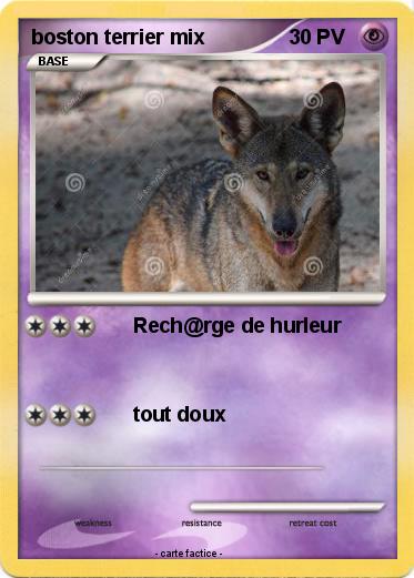 Pokemon boston terrier mix