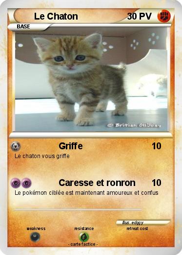 Pokemon Le Chaton