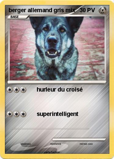 Pokemon berger allemand gris mix