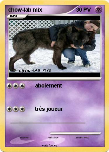 Pokemon chow-lab mix