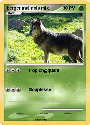 Pokemon berger malinois mix
