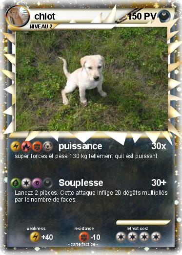 Pokemon chiot
