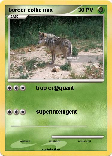 Pokemon border collie mix