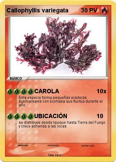 Pokemon Callophyllis variegata