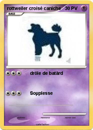 Pokemon rottweiler croisé caniche