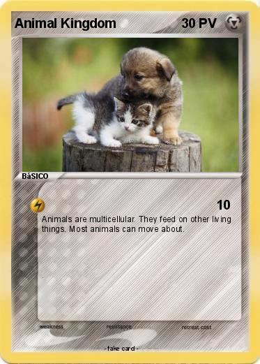 Pokemon Animal Kingdom