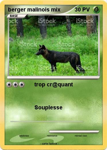 Pokemon berger malinois mix