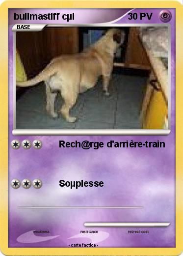 Pokemon bullmastiff cµl