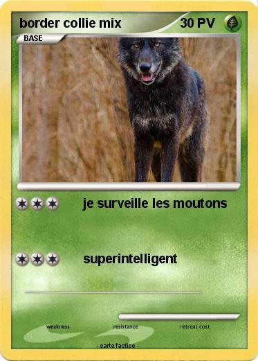 Pokemon border collie mix