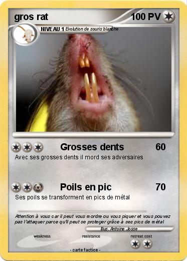 Pokemon gros rat