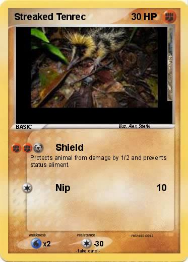 Pokemon Streaked Tenrec