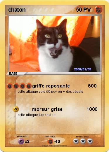 Pokemon chaton