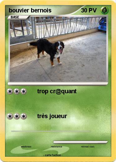 Pokemon bouvier bernois