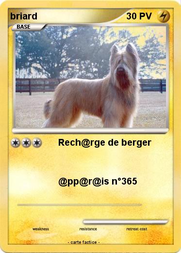Pokemon briard