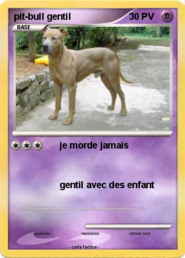 Pokemon pit-bull gentil