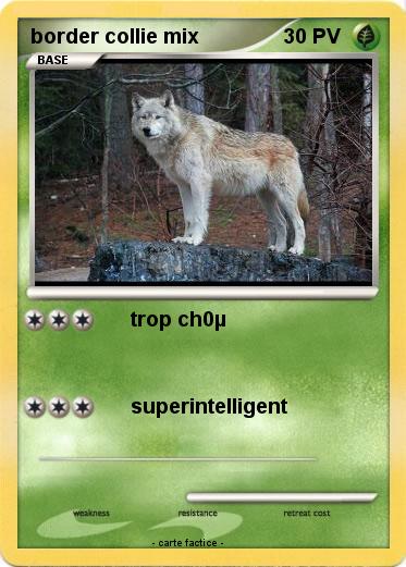 Pokemon border collie mix