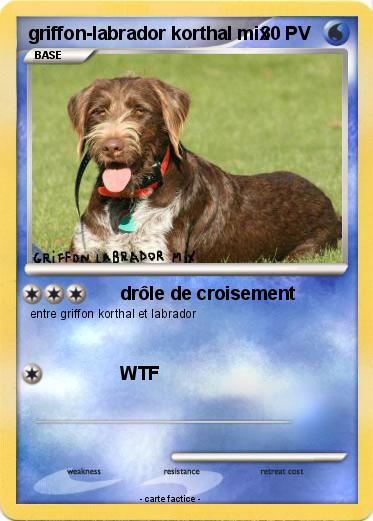 Pokemon griffon-labrador korthal mix