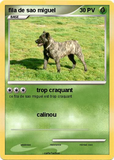 Pokemon fila de sao miguel