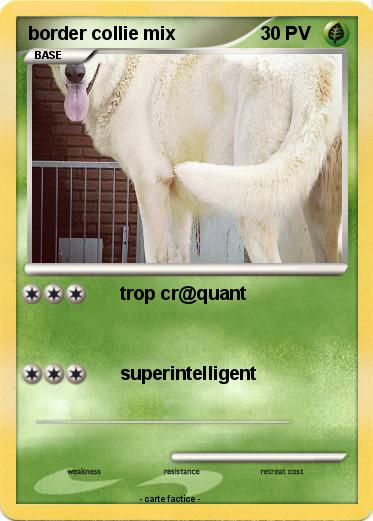 Pokemon border collie mix