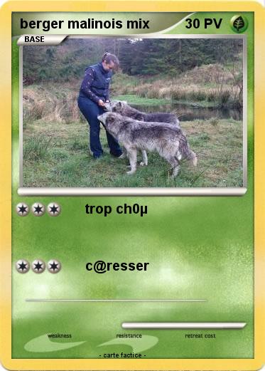 Pokemon berger malinois mix