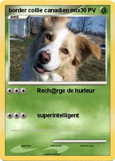 Pokemon border collie canadien mix