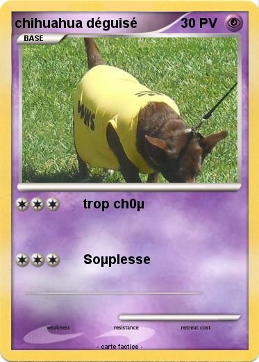 Pokemon chihuahua déguisé