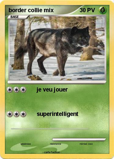 Pokemon border collie mix