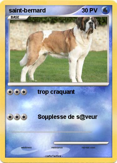 Pokemon saint-bernard