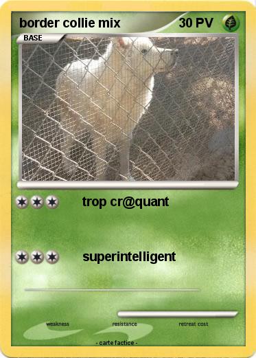 Pokemon border collie mix
