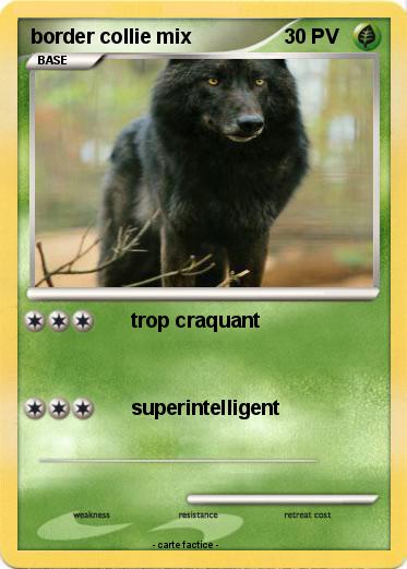 Pokemon border collie mix